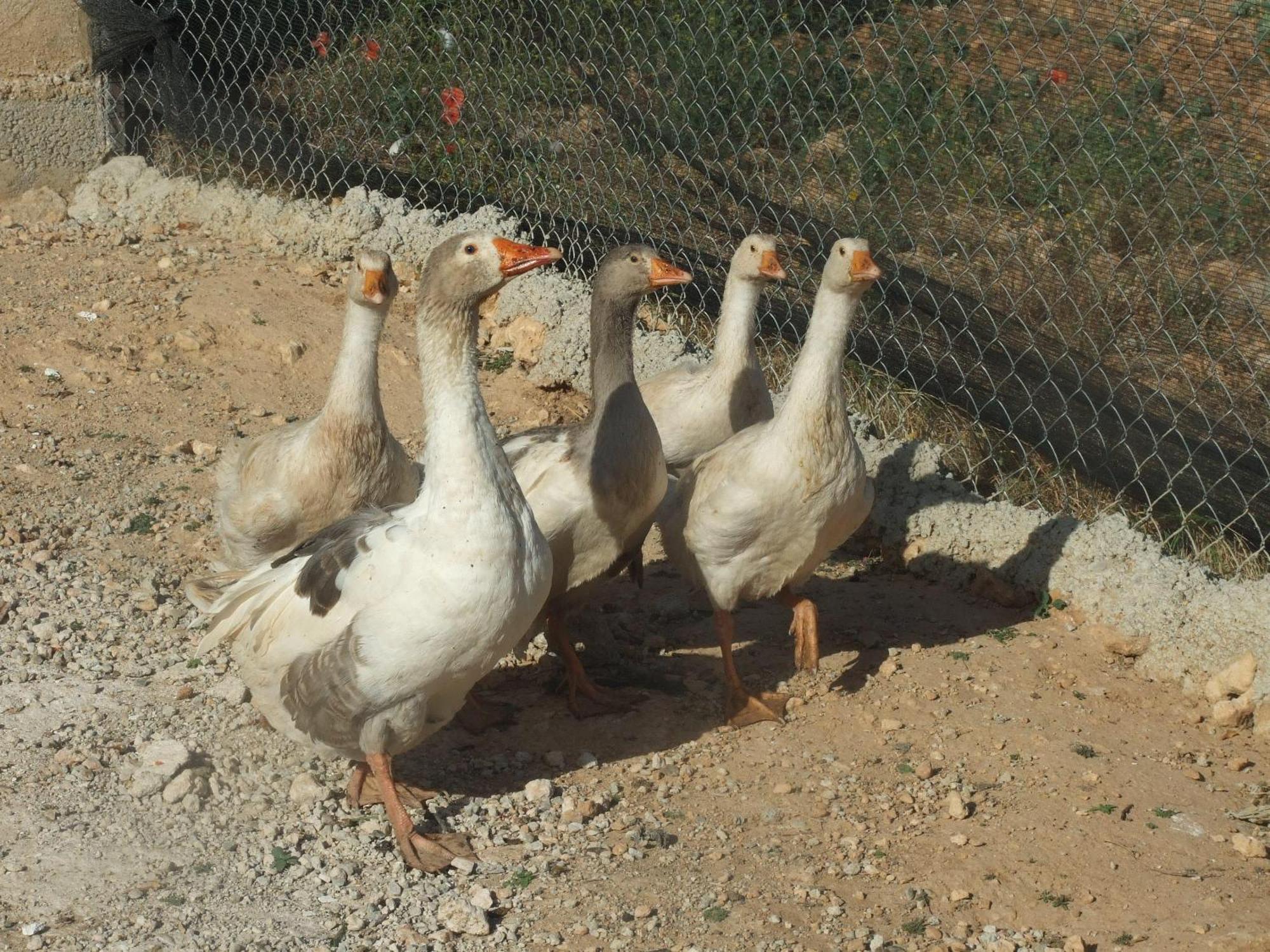 Cortijo El Helao Pozo Alcón